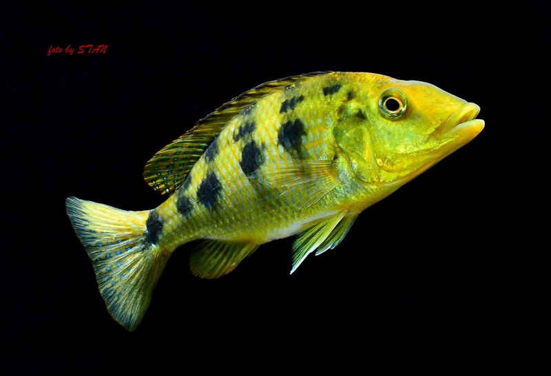 Fossorochromis rostratus